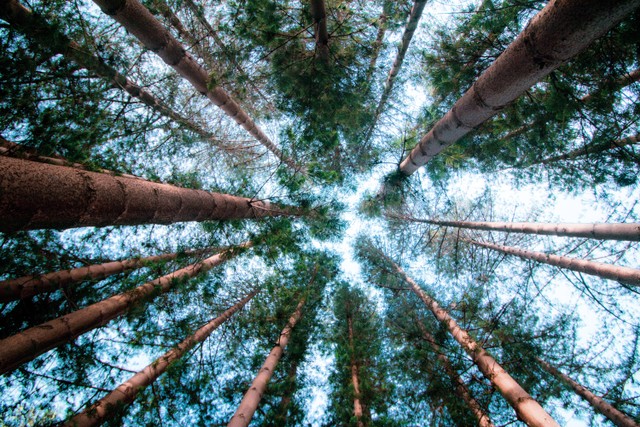 4 Wisata Hutan Pinus Malang yang Instagramable. Foto hanya ilustrasi bukan tempat aslinya. Sumber: Unsplash/Harry Cunningham