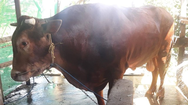 Sapi jenis Limosin dengan berat 1,27 ton disiapkan sebagai sapi kurban Presiden Joko Widodo di Mamuju pada hari raya Idul Adha 1443 H. Foto: Dok. Istimewa