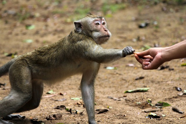 Pengunjung memberi makan monyet ekor panjang (Macaca fascicularis) di Hutan Kera Nepa, Sampang, Madura, Jawa Timur, Sabtu (2/7/2022).  Foto: Patrik Cahyo Lumintu/ANTARA FOTO