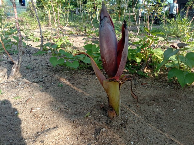 Jantung pisang yang muncul tanpa batang dan daun. Foto: kepripedia.com