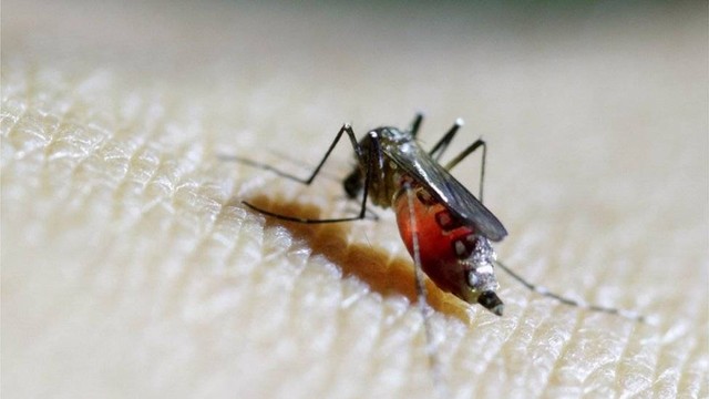 Nyamuk Aedes aegypti betina sedang menghisap darah dalam sebuah percobaan di laboratorium.