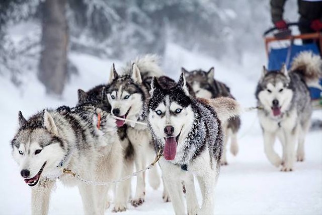 Anjing Husky Terbesar di Dunia, Foto: Unsplash.