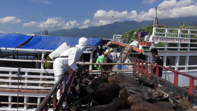 Pengiriman sapi keluar Bali sebelum ada wabah PMK - IST