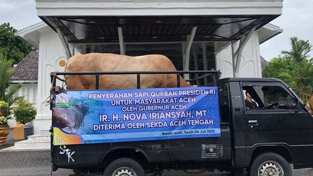 Pemerintah Aceh telah menerima satu ekor sapi kurban bantuan Presiden Jokowi, Senin (4/7/2022). Foto: Dok. Istimewa