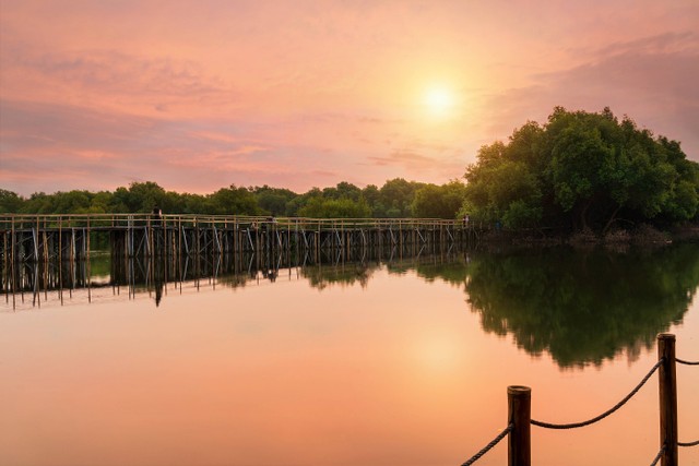 Tempat wisata mangrove di indonesia, Foto oleh dapiki moto di Unsplash