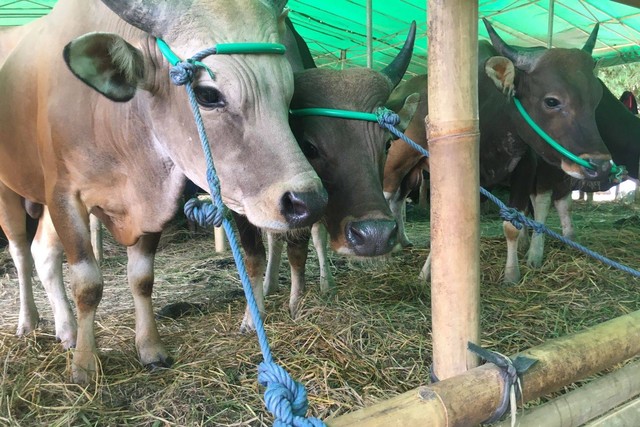 Ketersediaan Sapi yang dijual oleh pedagang hewan kurban di daerah Jakarta Selatan, Senin (4/7/2022). Foto: Galang/kumparan