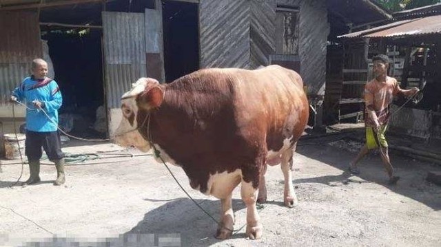 HEWAN sapi jenis Simmental milik Afrizal, peternak sapi di Jalan Purwodadi, Pekanbaru, jadi sapi pilihan oleh Preside Jokowi untuk dikurbankan, akhir pekan ini. Sapi tersebut dibeli senilai Rp 70 juta.
