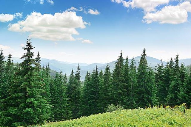 Wisata Hutan Pinus di Jogja yang Terkenal, Foto: Unsplash.