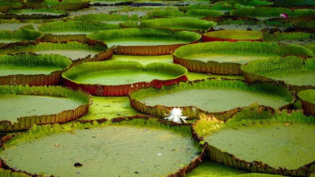 Ilustrasi bunga teratai raksasa Victoria boliviana. Foto: ParthaKar49/Shutterstock