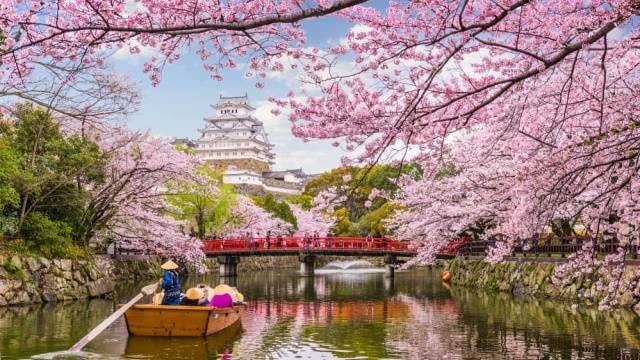 Ilustrasi bunga sakura. Foto: Shutterstock
