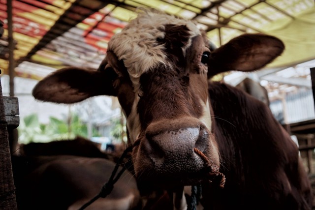 Kondisi sapi bali yang dijual di kawasan Pancoran, Jakarta Selatan, Selasa (5/7/2022). Foto: Jamal Ramadhan/kumparan