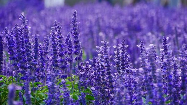 Arti Bunga Lavender. Foto: iStockphoto