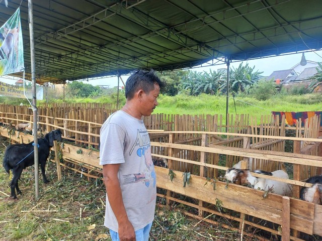 Pedagang Kambing di Bandar Lampung Bingung, H-5 Idul Adha Pembeli Masih Sepi (1)