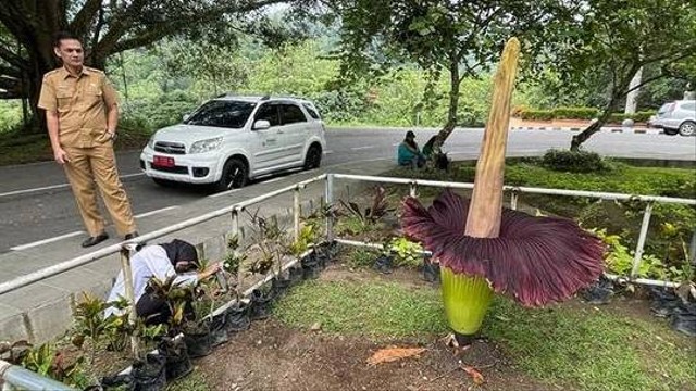 Bunga bangkai yang tengah mekar di depan gerbang kawasan Pusat Dokumentasi dan Informasi Kebudayaan Minangkabau, Padang Panjang, Sumatera Barat. Foto: dok Humas