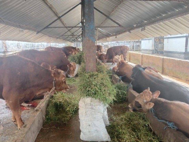 Sejumlah hewan kurban Sapi yang ada di RPH Perumda Tunas Kota Malang (M Sholeh)