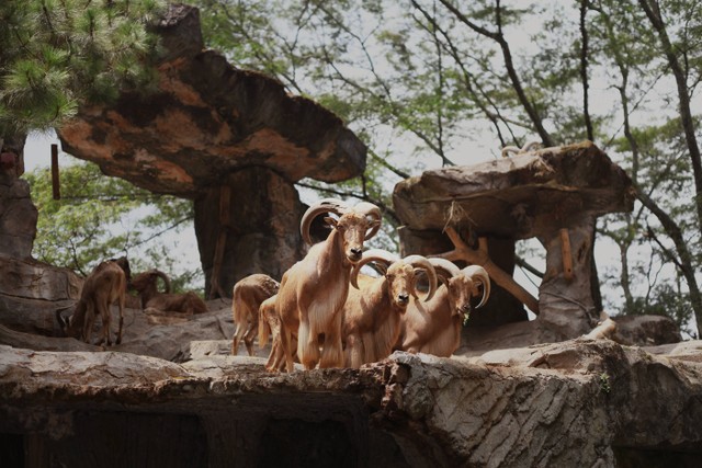 Cara ke Taman Safari Naik Kereta Api, Foto: Unsplash/Abby Lim
