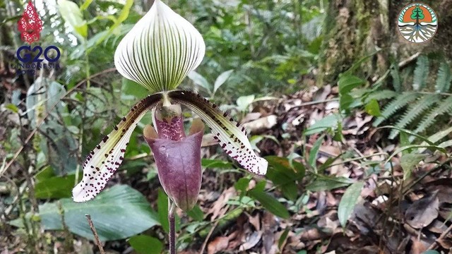 Anggrek langka Paphiopedilum superbiens tumbuh di kawasan Sumsel. Foto: Instagram/@kementerianlhk