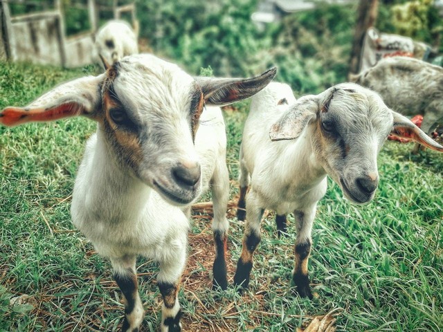 Ilustrasi kambing qurban untuk berapa orang. Foto: Pexels