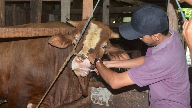 SEBAGAI ILUSTRASI: Petugas memeriksa kesehatan ternak sapi di Desa Lubuk, Kabupaten Aceh Besar, Aceh, Kamis (7/7/2022). Foto: Ampelsa/Antara Foto