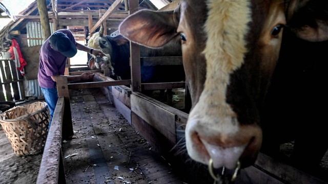 Petugas memeriksa kesehatan ternak sapi di Lambaro, Aceh, Kamis (7/7/2022). Foto: Chaideer Mahyuddin/AFP