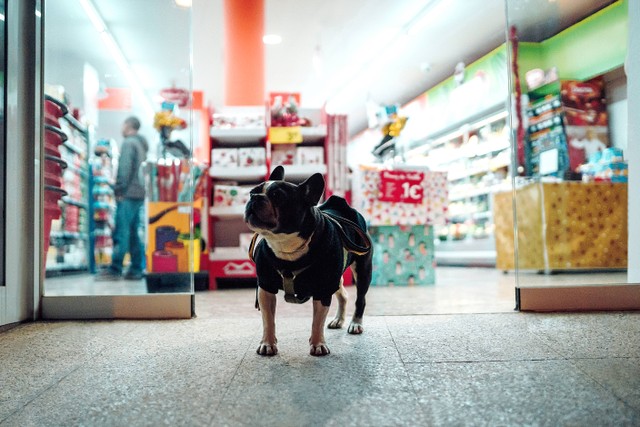Mall Jakarta yang Boleh Bawa Anjing, Foto: Unsplash/Peter Plashkin