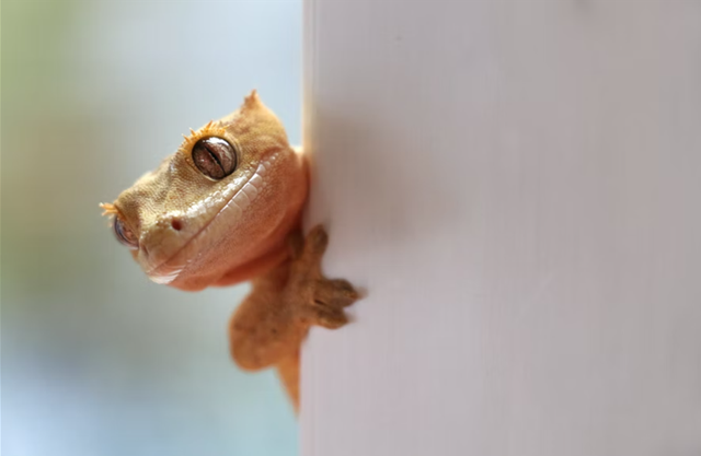 Ilustrasi tokek terbesar di dunia. Foto: unsplash.com/bamin