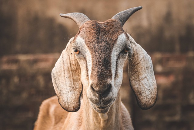 Ilustrasi doa menerima hewan kurban, sumber foto: (Marwan Ahmed) by Unsplash.com