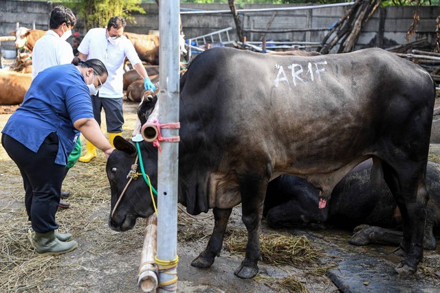 Ilustrasi sapi kurban Jumat (8/7/2022). Foto: M Risyal Hidayat/ANTARA FOTO