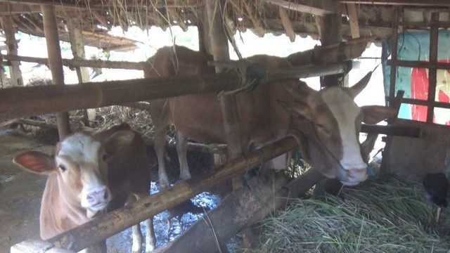 Ilustrasi hewan ternak sapi. Foto: Erfanto/Tugu Jogja