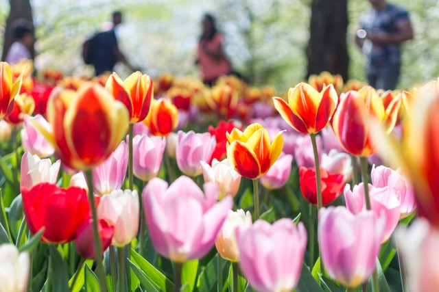 Waktu Terbaik Mengunjungi Belanda, Foto: Unsplash/Anh Tran