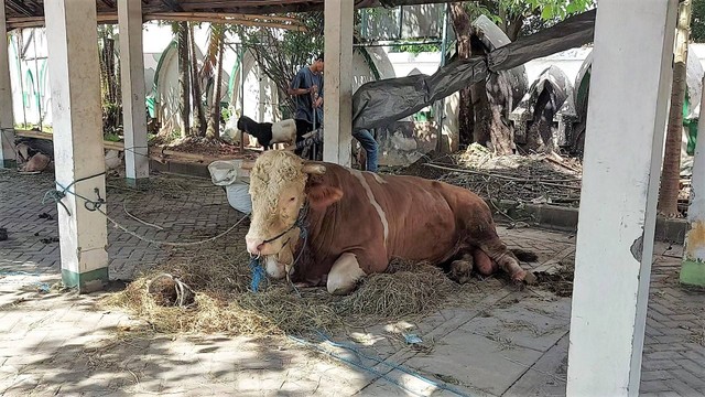 Sapi kurban sumbangan Presiden Jokowi di Masjid Al Wustho Mangkunegaran, Solo. FOTO: Fernando Fitusia 