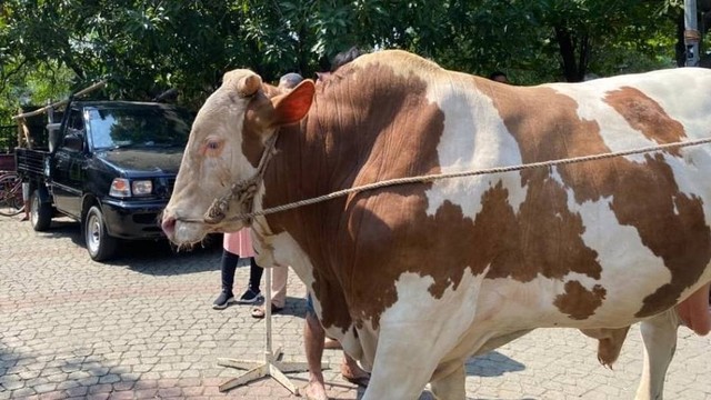1 ekor sapi kurban berbobot 1,1 ton dari Presiden Jokowi, Sabtu (9/7/2022). Foto: Dok. Istimewa