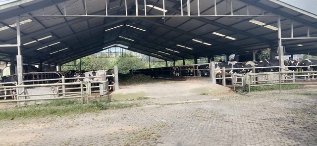 Foto Kandang sapi di Gundaling Farm by Indy Sigalingging