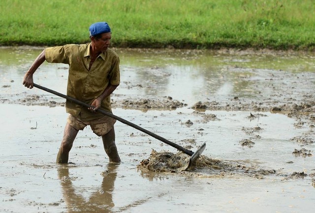 Seorang petani menyiapkan sawah untuk disemai di Piliyandala, di pinggiran Kolombo, Sri Lanka. Foto: Lakruwan Wanniarachchi/AFP