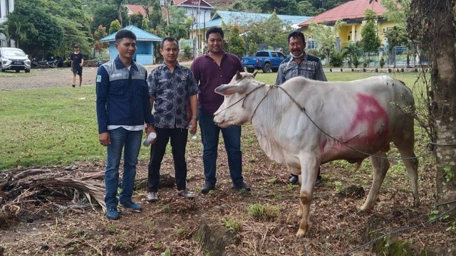 PT Trinusa Dharma Utama salurkan 9 ekor sapi kurban ke warga Morowali Utara. Foto: Istimewa