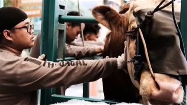 Restraining Box atau kotak perebah sapi ini kami gunakan untuk membantu dan memudahkan tim jagal dalam merebahkan sapi. Foto: Instagram/@masjidjogokariyan