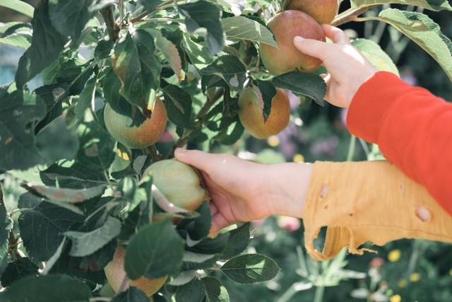 Wisata Petik Buah di Jawa Tengah, Foto: Unsplash/Dan Burton.