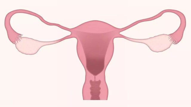 https://pixabay.com/users/ljnovascotia-1859446/ - peristiwa pelepasan sel telur dari ovarium disebut