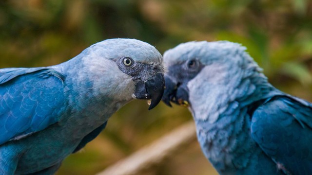 Burung Spix Macaw atau Cyanopsitta spixii. Foto: Danny Ye/Shutterstock