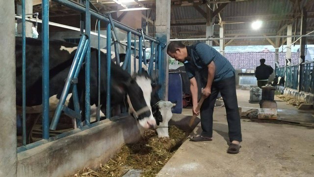 Ilustrasi peternak sapi yang terdampak wabah PMK. Foto: Ulul Azmy
