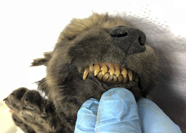 Dogor, anak anjing berusia 18.000 tahun yang terawetkan di permafrost Siberia. Foto: Sergei Fyodorov, Yakutsk Mammoth Museum via AP