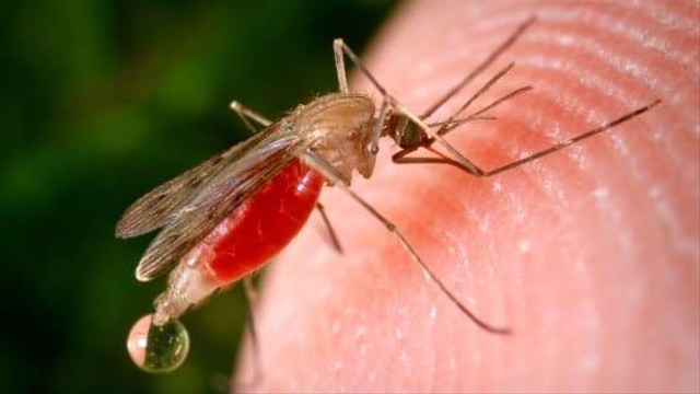 Nyamuk malaria. (Dok Kumparan)