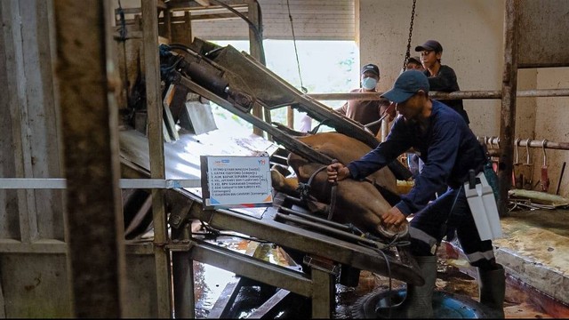 Proses penyembelihan hewan qurban Super Gizi Qurban (SGQ) sesuai syariat.