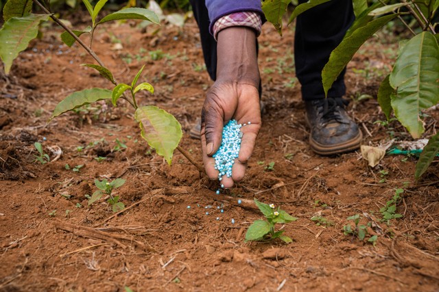 Ilustrasi petani sedang menabur pupuk, foto : Antony Trivet (Pexels)