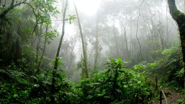 Foto oleh David Riaño Cortés: https://www.pexels.com/id-id/foto/hutan-hujan-dikelilingi-oleh-fog-975771/