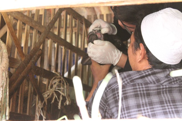 Pemeriksaan PMK terhadap hewan ternak. Foto: KKN-T IPB University
