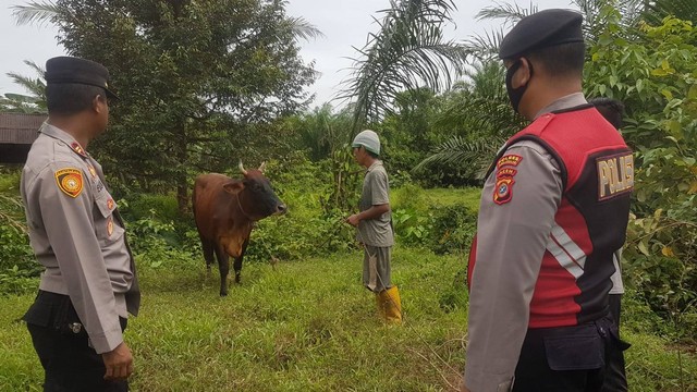 Petugas lapangan dari Distanbuntan Kota Subulussalam didampingi polisi memantau hewan ternak sapi milik warga yang terpapar PMK di Desa Dasan Raja, Kecamatan Penanggalan. Foto: Yudi Ansyah/acehkini
