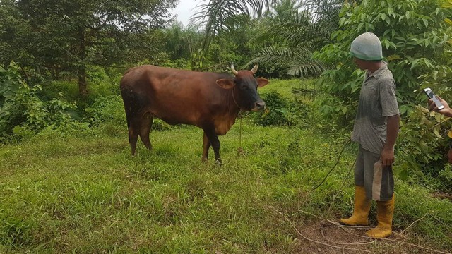 Memantau sapi milik warga yang terinfeksi PMK di Desa Dasan Raja, Kecamatan Penanggalan, Kota Subulussalam. Foto: Yudi Ansyah/acehkini