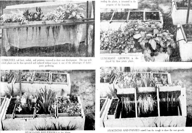 Soilless Gardening di Perkotaan: Lini Masa dan Masalah Berkebun Hidroponik (I)
