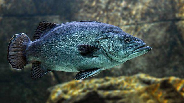 Ilustrasi Nama Organ Gerak Kambing dan Ikan       Foto:Pixabay